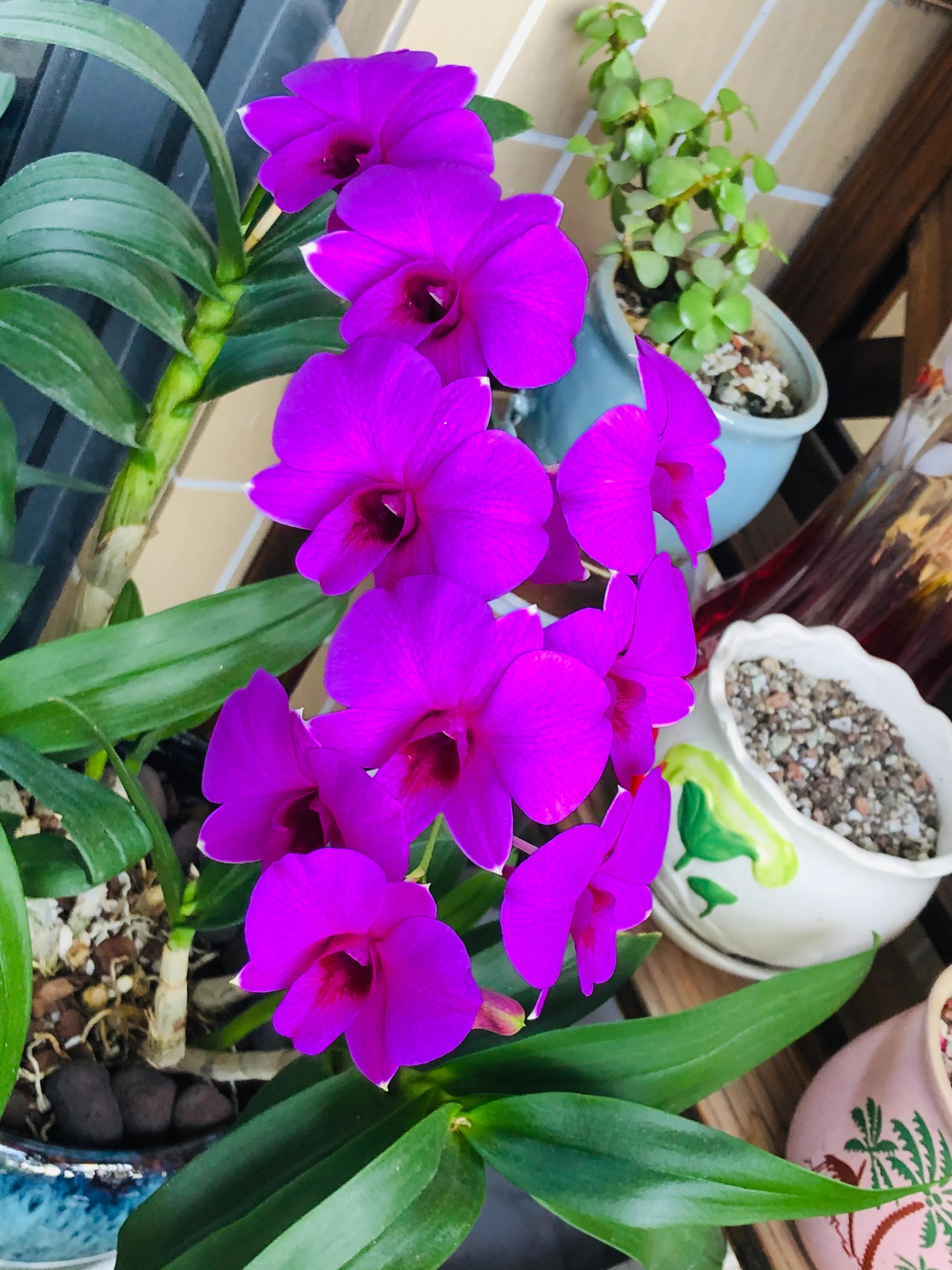 蝴蝶石斛兰怎么养,盆栽里长得像蝴蝶花的是什么花