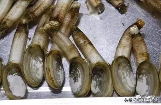 102种海鲜,营养丰富的海鲜有哪些品种