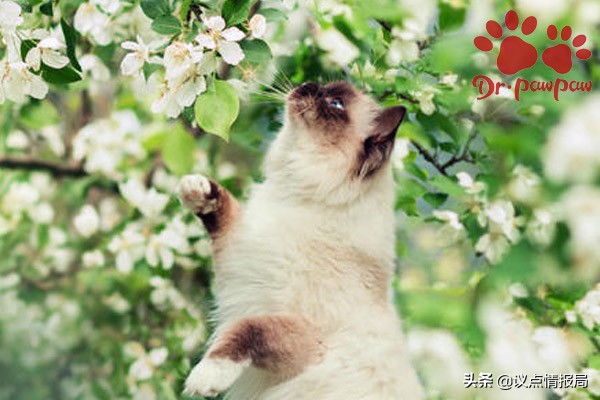 猫咪误食绿萝吐了怎么办,猫咪用普安特驱虫药怎么样