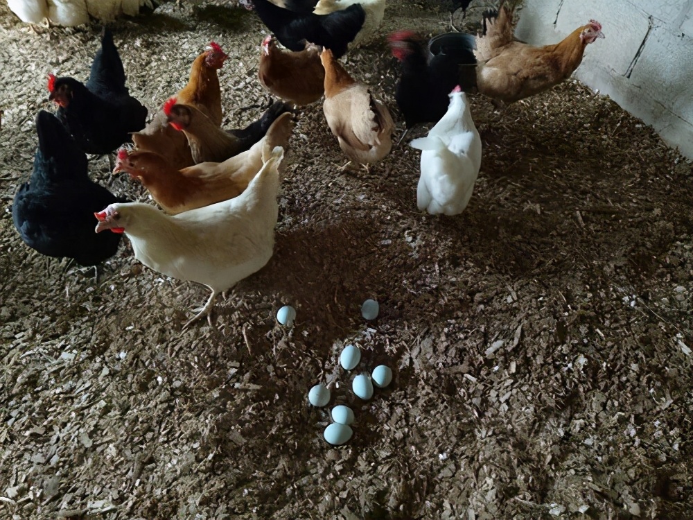 麻羽绿壳蛋鸡是杂交出来的吗,绿壳蛋鸡一个月的生长过程