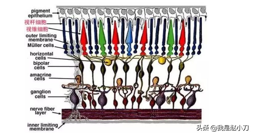 重度色弱戴色弱眼镜有效果吗,色弱眼睛矫正能恢复正常吗