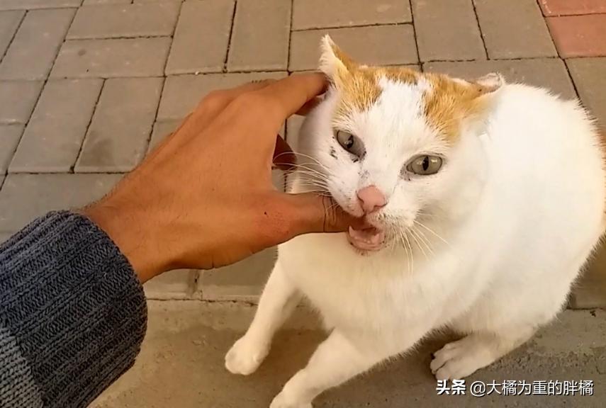 猫咪突然咬你的鞋子很凶,猫咪突然咬你脸