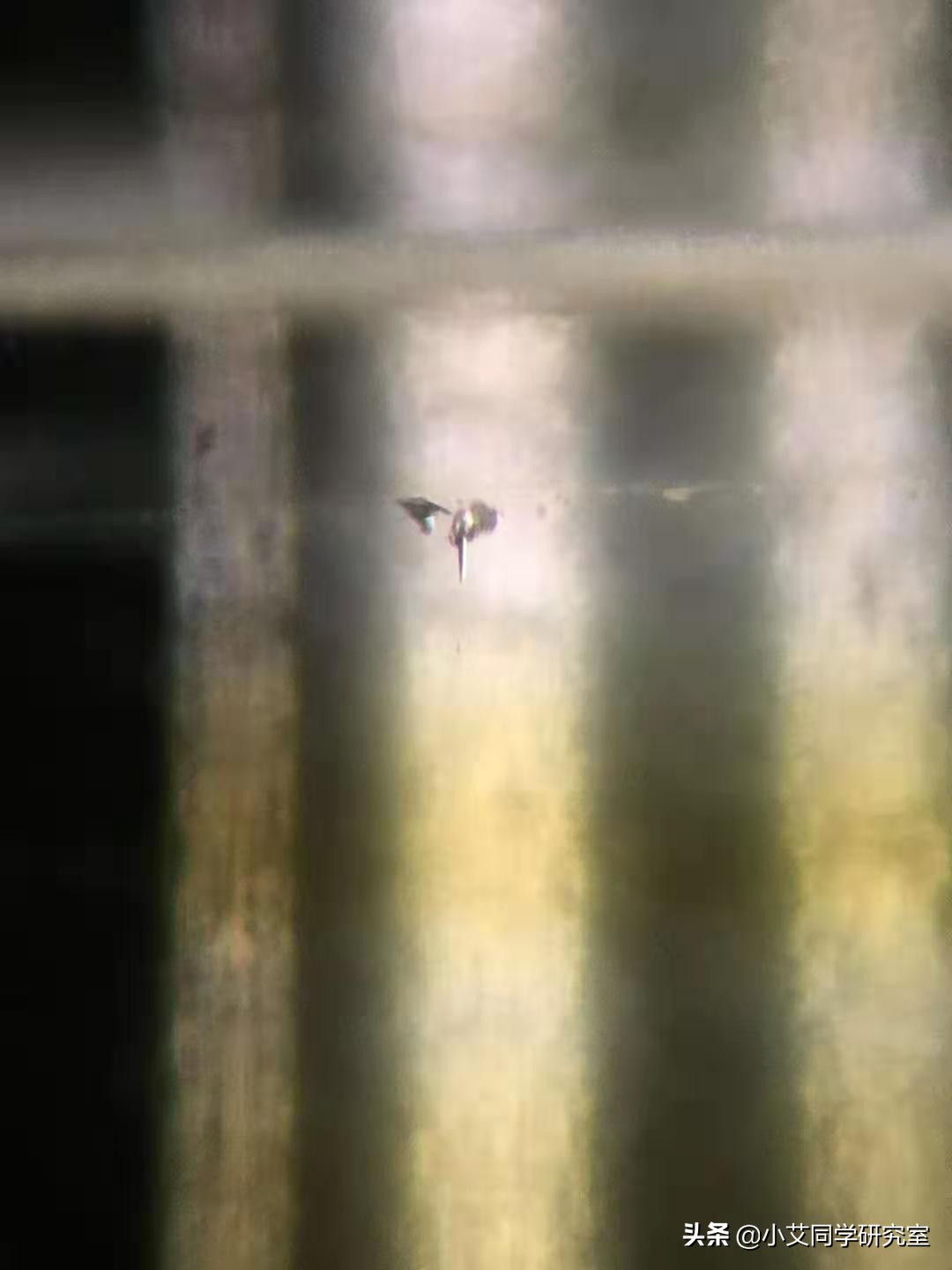 揭秘珠宝鉴定师的秘密,珠宝鉴定小常识