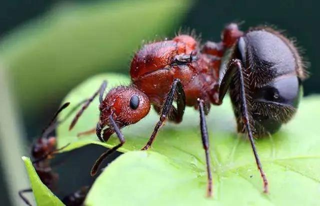 13岁女生呼吸不上来怎么回事,孩子突然眼睛肿呼吸困难