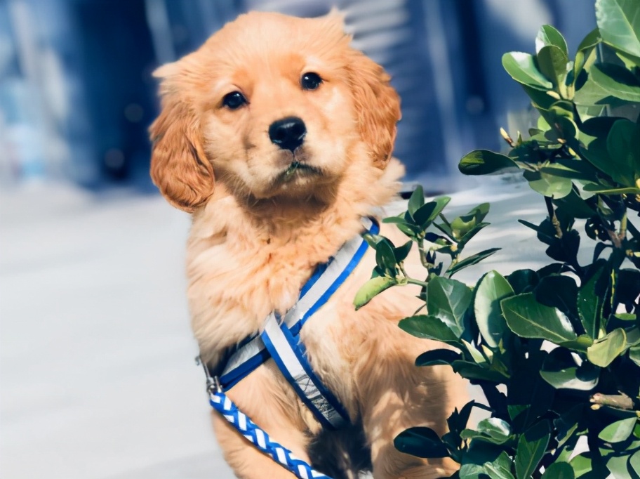 养狗首选的3种狗既便宜又好养,新手养狗选择哪种狗便宜又好