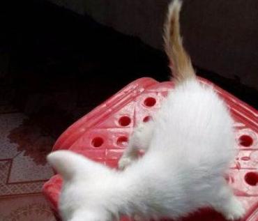 古代各种猫咪的名字只能有两个字,古代的猫的名字到底有多霸气