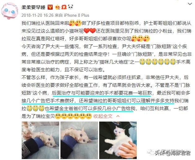 北京小公主靠吸猫血成百万大V,直播整容、大照骗、2年养死3只猫