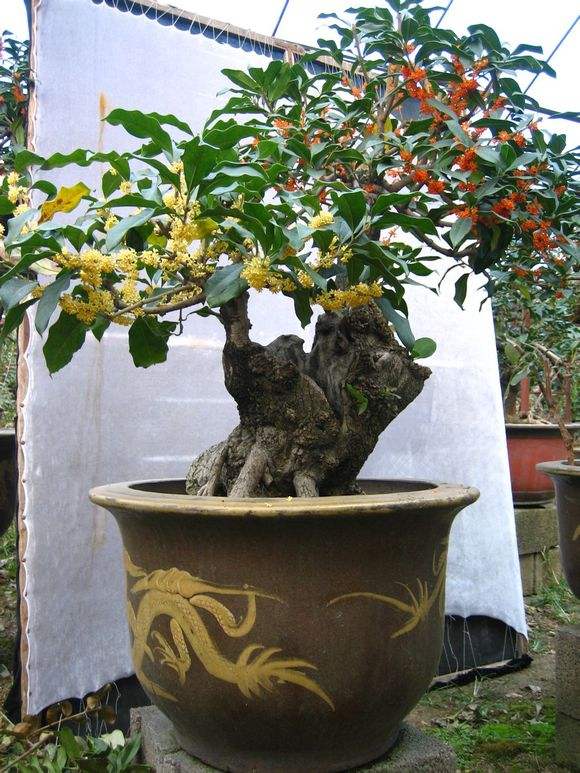 新家种什么盆栽净化空气,家里卧室适合养的盆栽