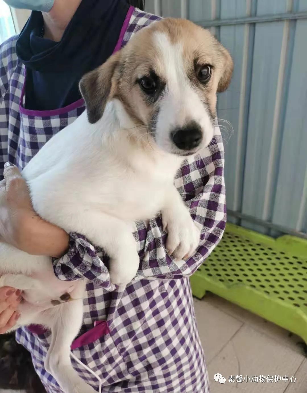 领养代替购买|2021年6月份福州线上宠物领养活动