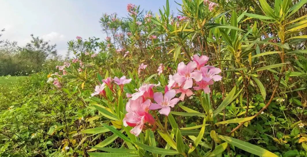 四十年高考作文题回顾,十年前广东高考作文题