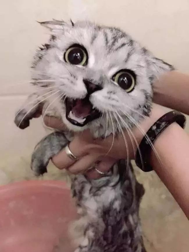 冬天给猫咪洗澡,小狗冬天洗澡注意事项