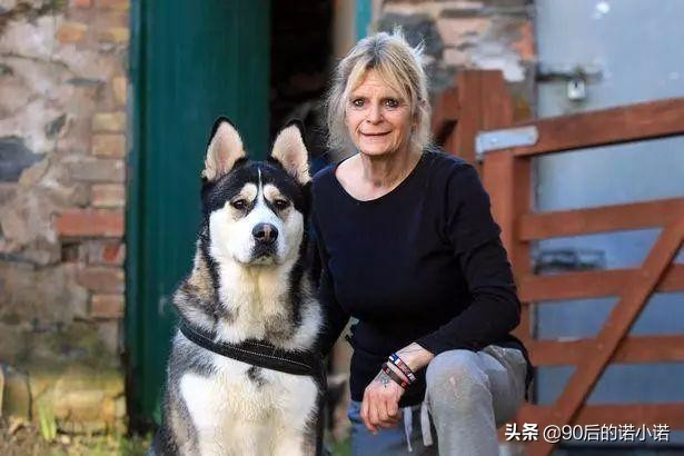 哈士奇拯救小镇,哈士奇救二哈