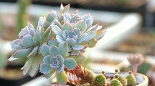 暑假回家多肉怎么办,过年回家浙江多肉如何过冬