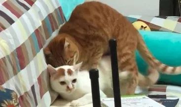 如何纠正猫咪的尿床行为,怎么彻底解决猫咪尿床