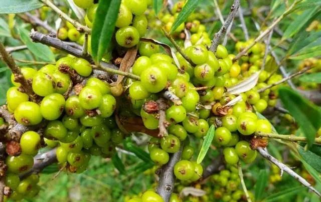 沙棘种植可行性研究报告,沙棘调研