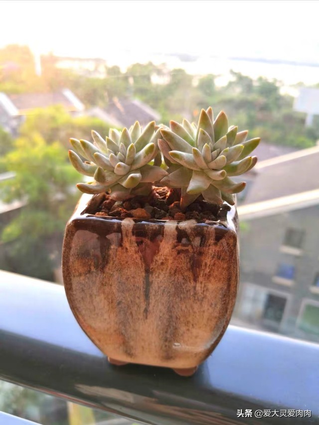 多肉什么品种好养还好看,十二卷多肉最漂亮的品种