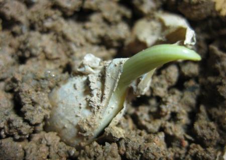 大蒜怎么种才能长得高产,大蒜怎么种才能高产呢