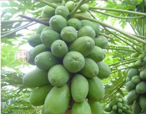 海南必吃十种水果图片名称,海南水果品种大全排名