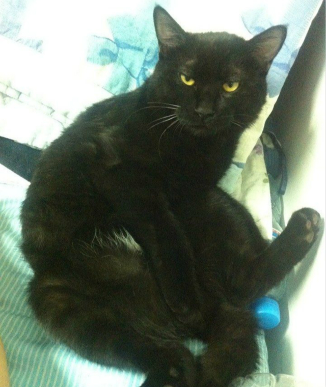 流浪猫如何在学校里生存的,流浪猫生活在学校