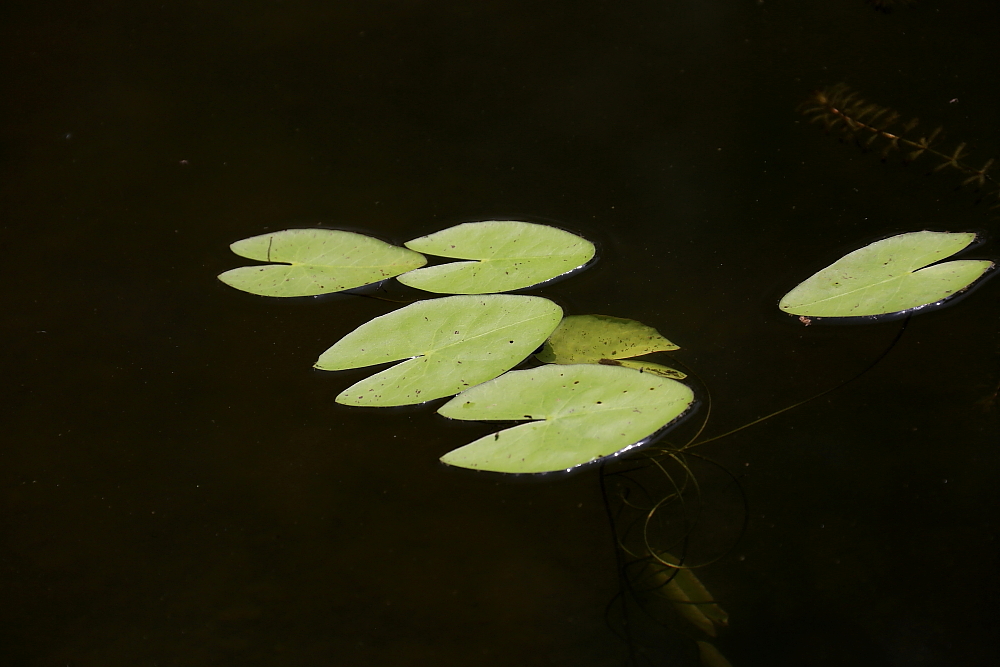 植物园的景；青山吹奏《红河谷》（F调）半音阶口琴演奏第二版