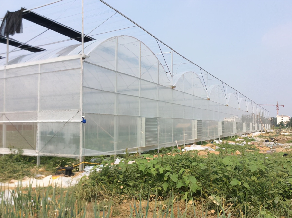 如何使用连栋薄膜大棚温室更节能,连栋薄膜温室怎么选择薄膜类型
