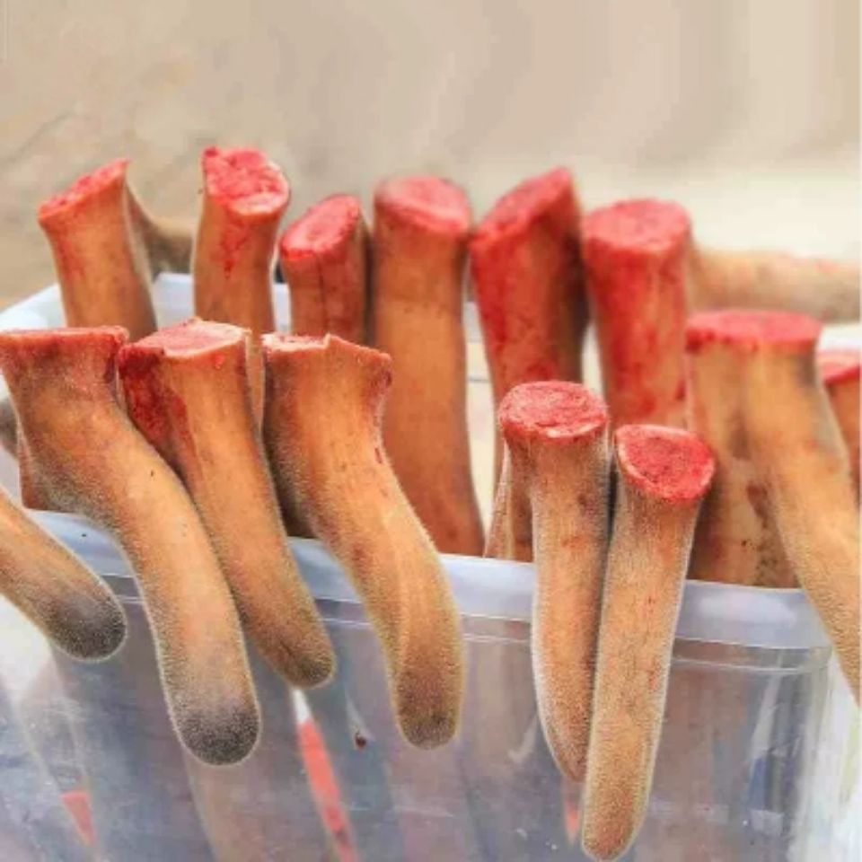 王娇养梅花鹿,梅花鹿王娇