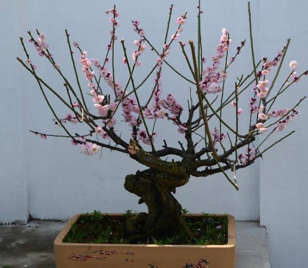 室内养十种花旺财,家里养这2种花净化空气带来好运