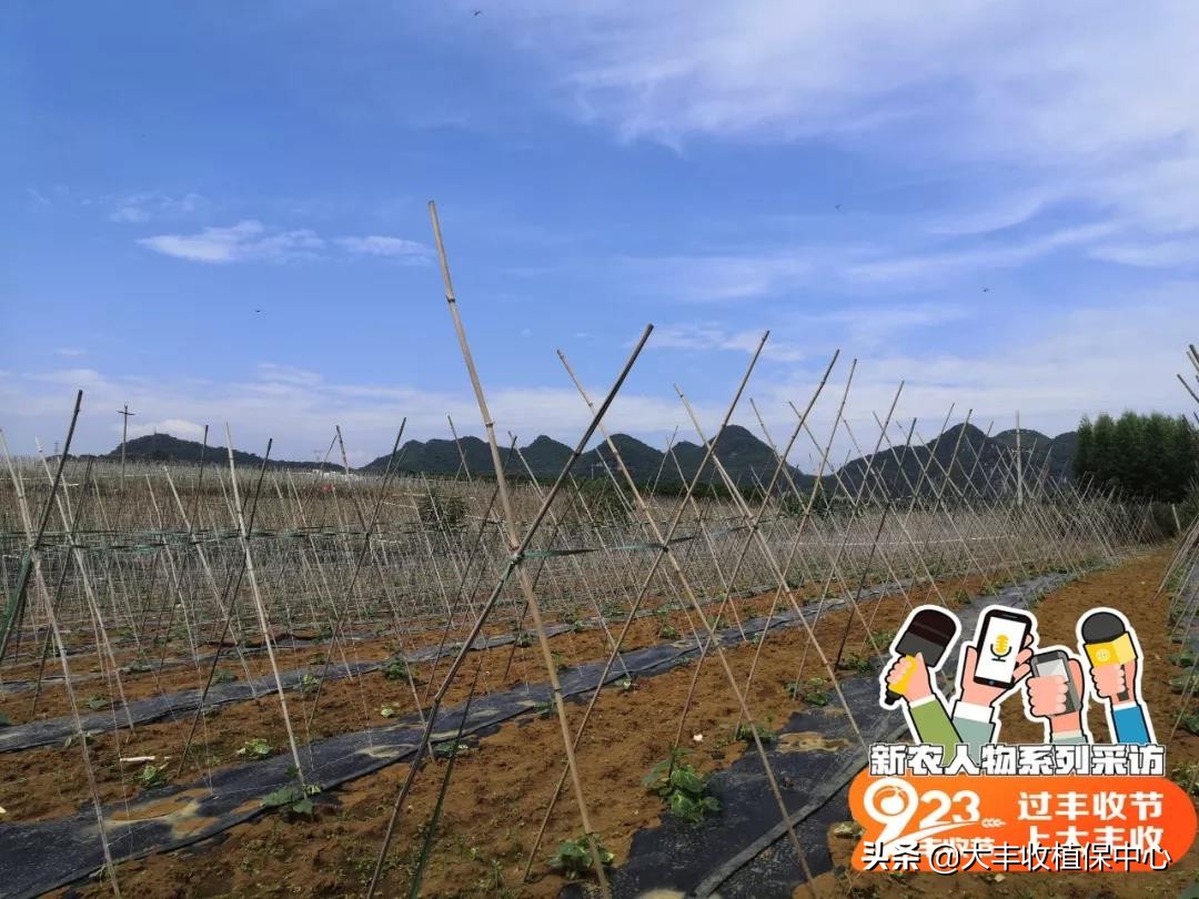 种植黄金果的高产技术,自家种植的黄金果