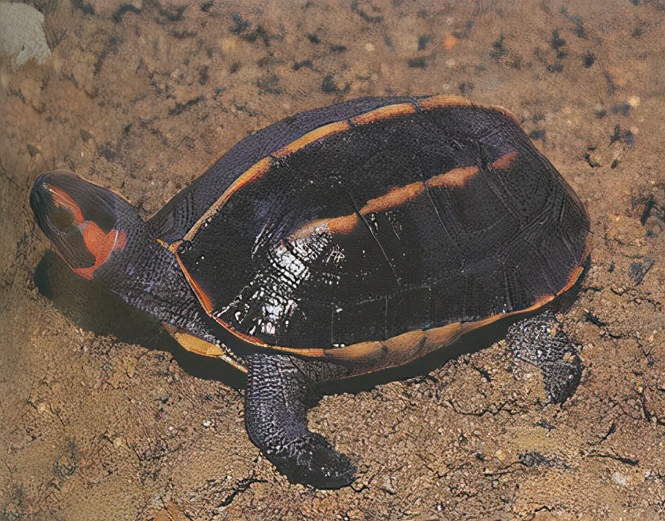 龟类大百科,大眼睛龟类