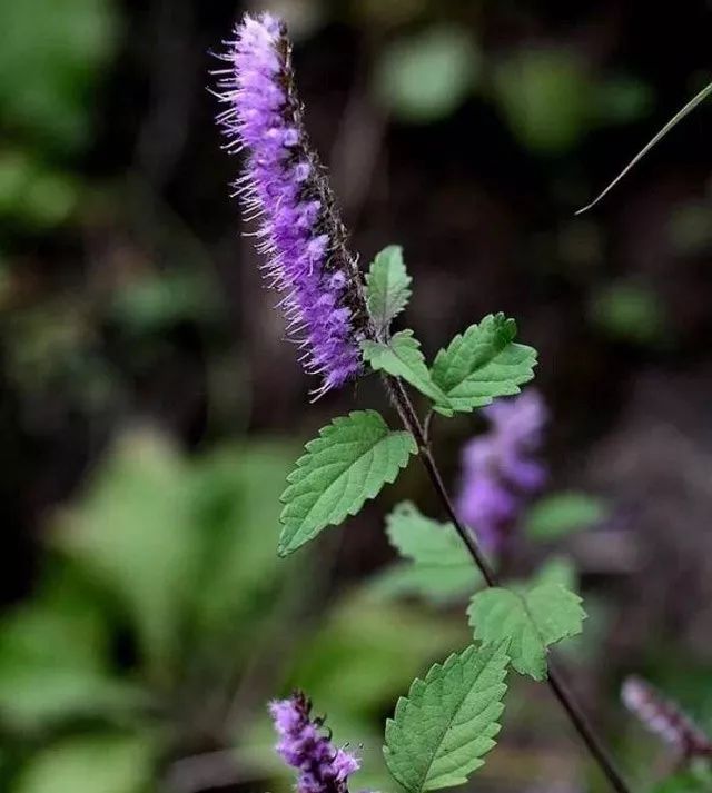 雨水花园植物区,雨水花园水生植物