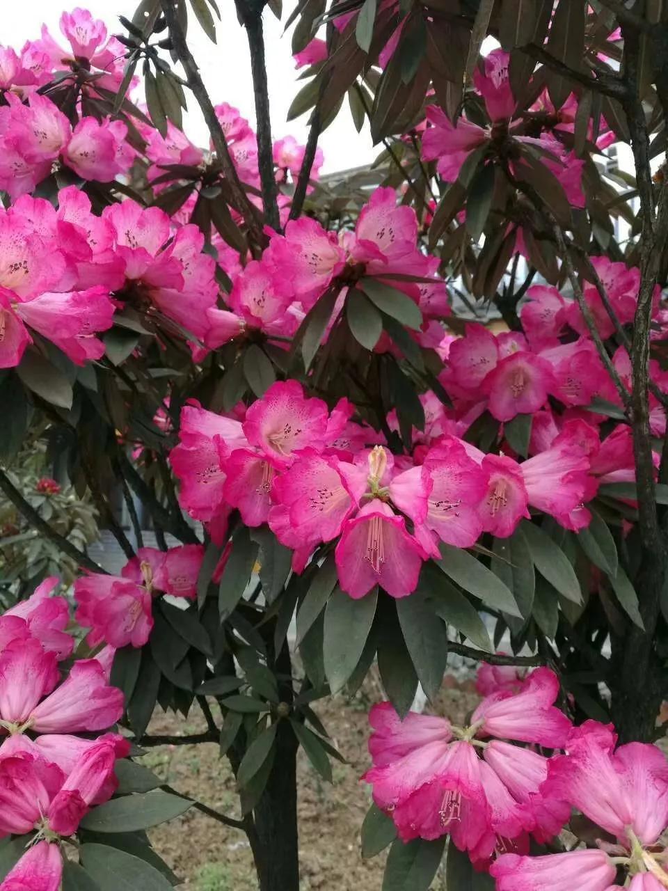 6种“昂贵花”，花钱不值得，纵使“美如仙”，十有八九养不活