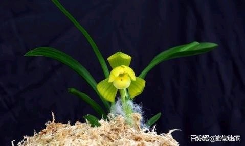 贵州兰花品种11（估价2000万的兰花）