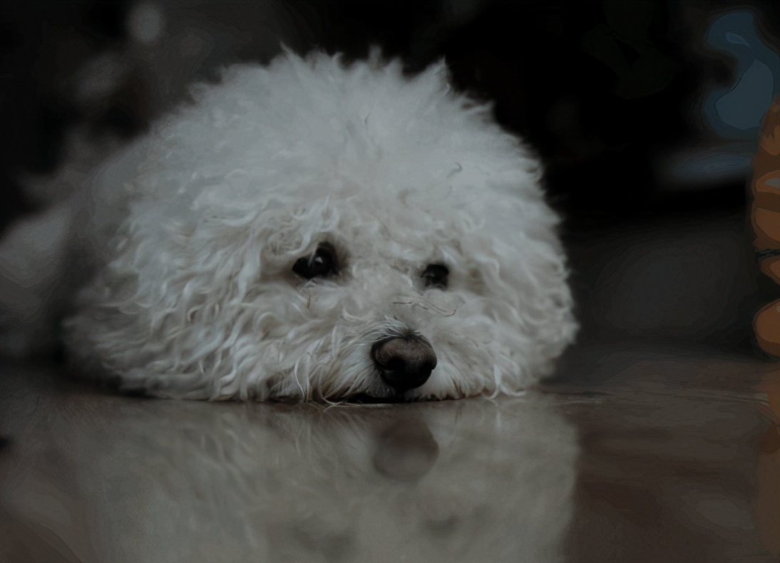 缺乏“安全感”的比熊犬,都会有这6种情况,希望你家没有