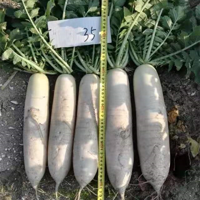 冬萝卜,冬萝卜种植