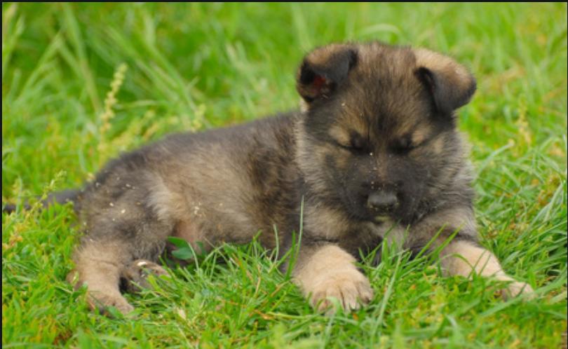 小柴犬不拉屎怎么办,柴犬挑食不喂它会一直不拉屎吗