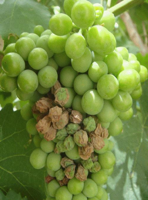 葡萄得了水罐子病怎么办,葡萄水罐子病