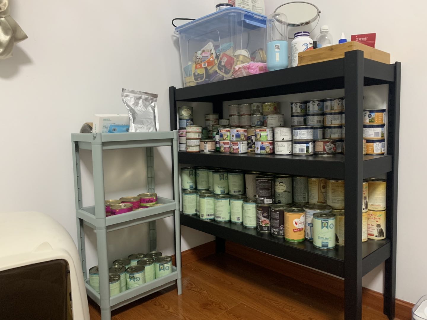 带猫搬家真的有用吗,铲屎官如何应对猫咪的应激反应