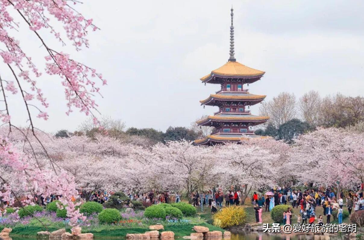 长沙堪比武汉东湖樱花园的地方,1万株樱花,为啥去的人却不多?