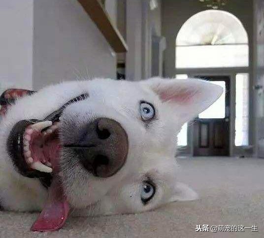 狗狗怎么判断健康状态,狗狗咋看健康