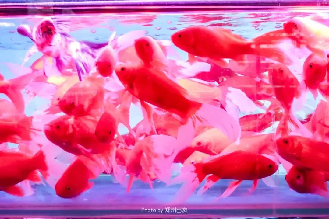 郑州三大花卉市场都是哪个,郑州哪个花卉市场最全