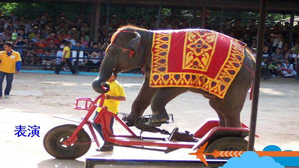 五年级下册与象共舞的作者是谁,与象共舞语文五年级下册老版