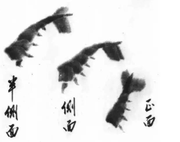 齐白石群虾的绘画手法,齐白石群虾用铅笔怎么画