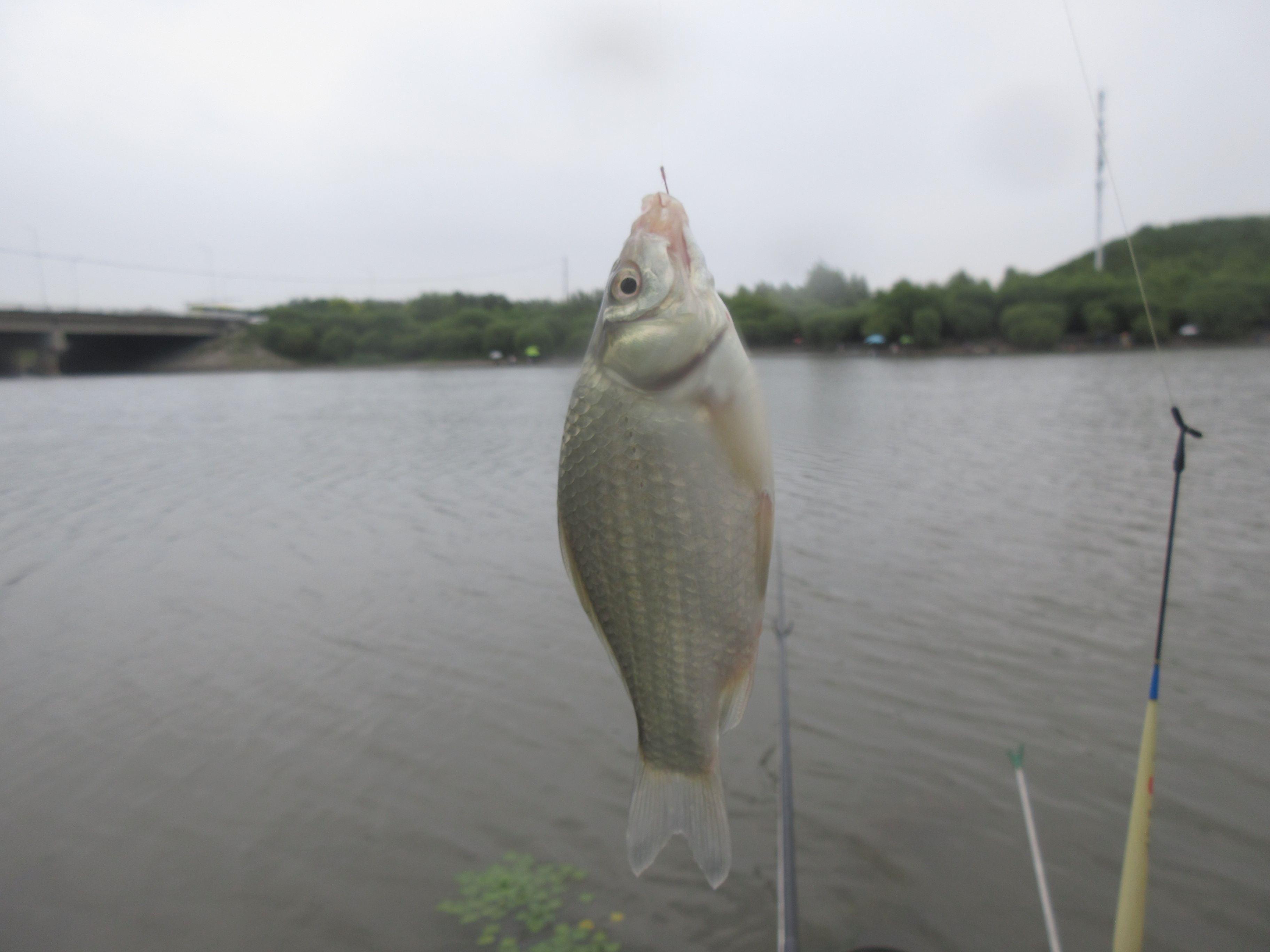 钓鱼知识秘籍书,钓鱼技巧小册子