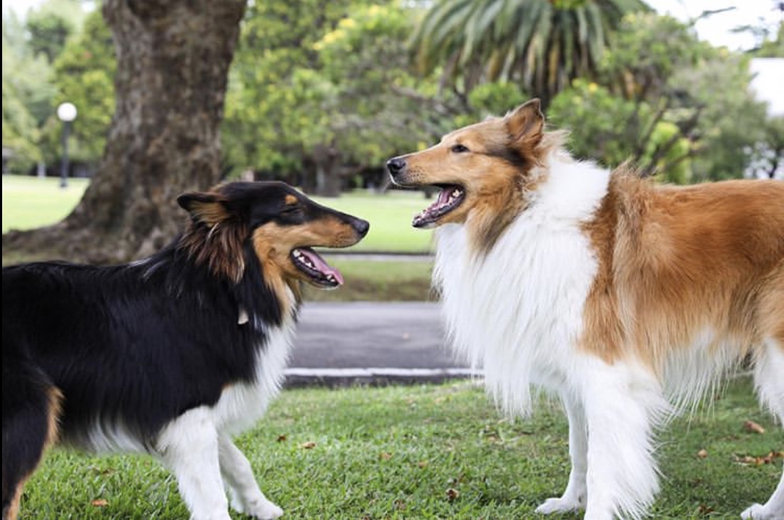 当英国的狗碰上阿根廷总统，宠爱到了极点！有谁还记得英阿世仇？