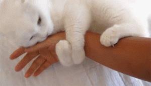 搞笑动图gif熊猫,搞笑动图gif阿姨