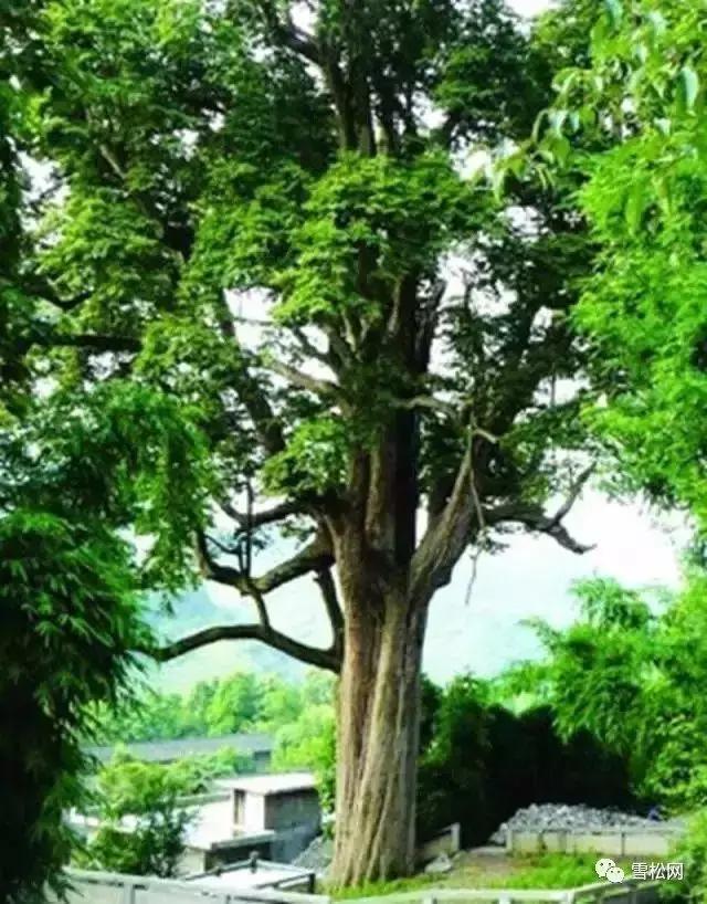 世界珍稀植物红豆杉,红豆杉等珍稀植物自然资源