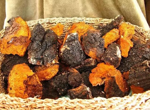 俄罗斯的白桦茸怎么样,白桦茸在俄罗斯叫什么