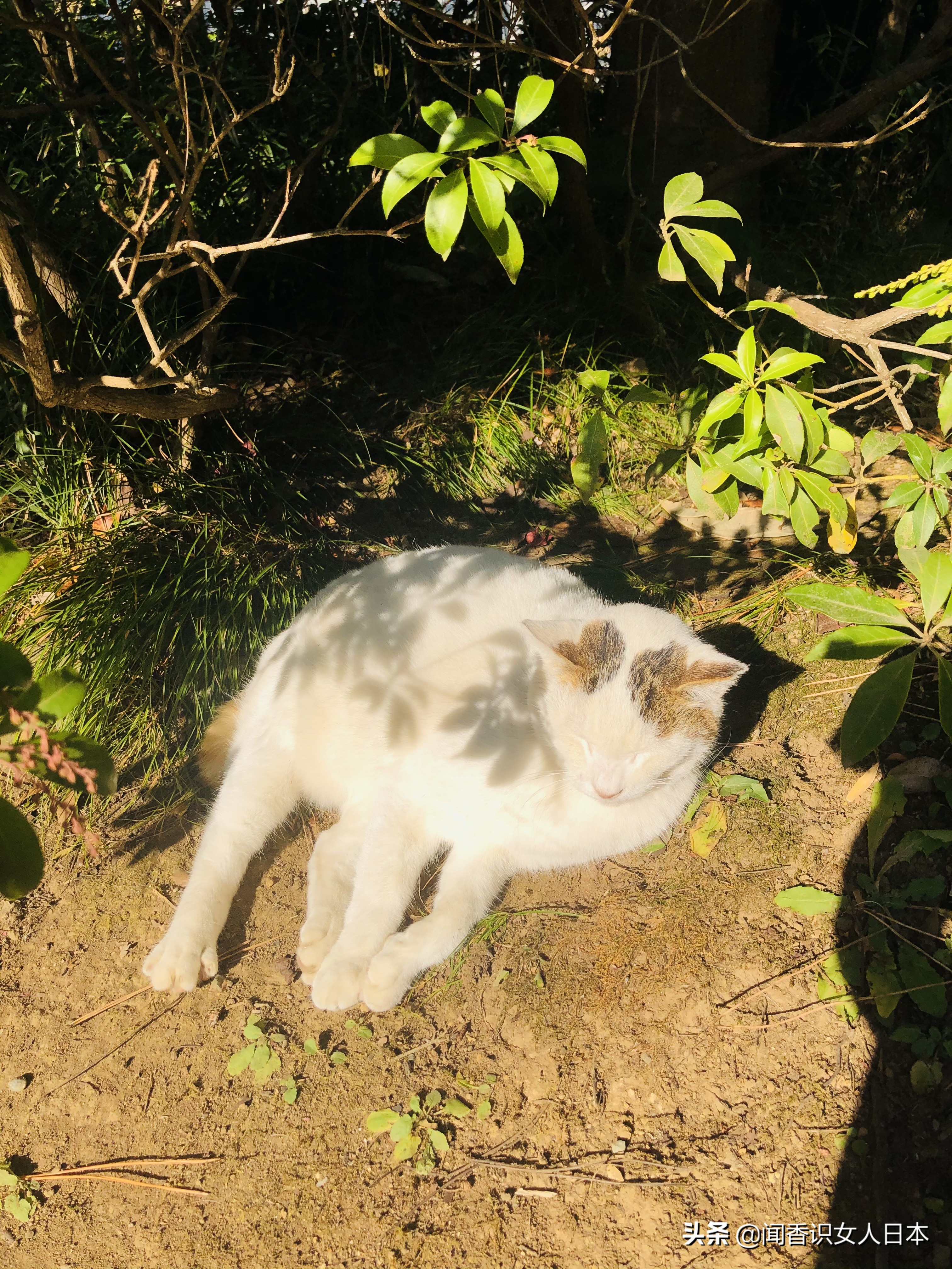 横滨三溪园,横滨三溪园介绍