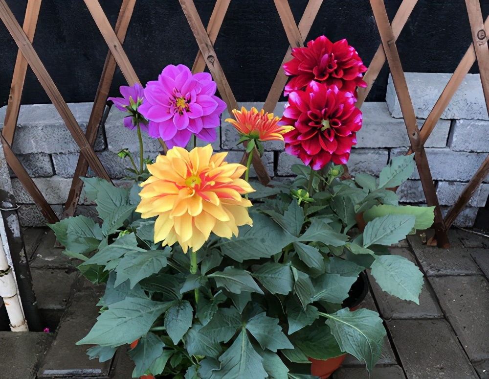 大丽花怎么养花瓶里,北方怎么养大丽花