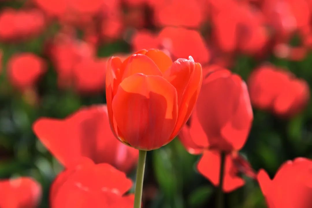 三月弥勒什么地方可以赏花,弥勒3月赏花攻略